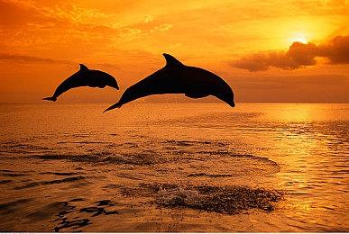 《艾尔登法环：黄金树幽影》M站均分95分 IGN满分